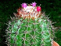 Melocactus-SP JB22.01 .JPG